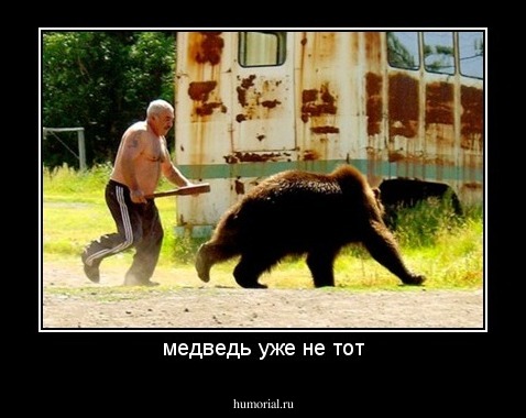 медведь уже не тот