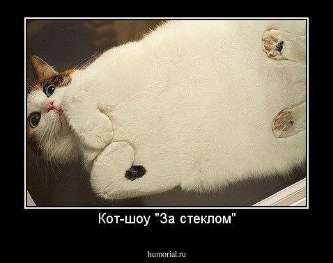 Кот-шоу "За стеклом"