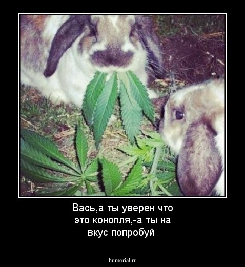 Вась,а ты уверен что это конопля,-а ты на вкус попробуй     