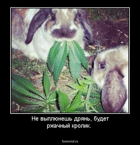 Не выплюнешь дрянь, будет ржачный кролик.
