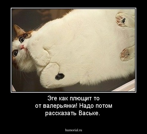 Эге как плющит то от валерьянки! Надо потом рассказать Ваське.