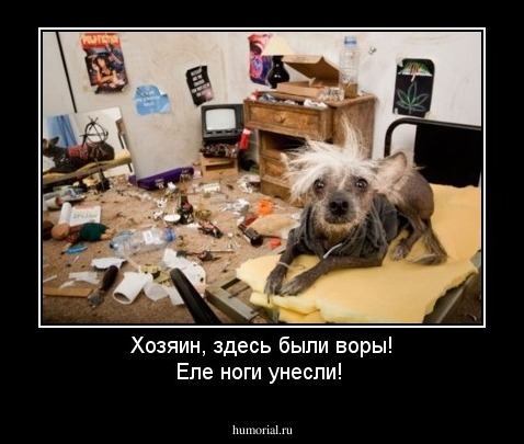 Хозяин, здесь были воры! Еле ноги унесли!