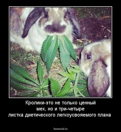 Кролики-это не только ценный мех, но и три-четыре листка диетического легкоусвояемого плана