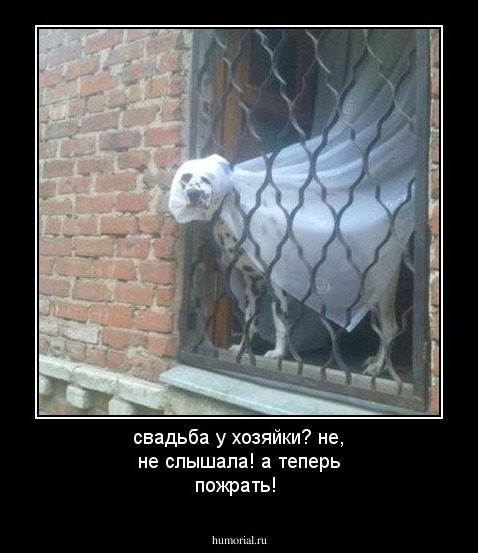 свадьба у хозяйки? не, не слышала! а теперь пожрать!