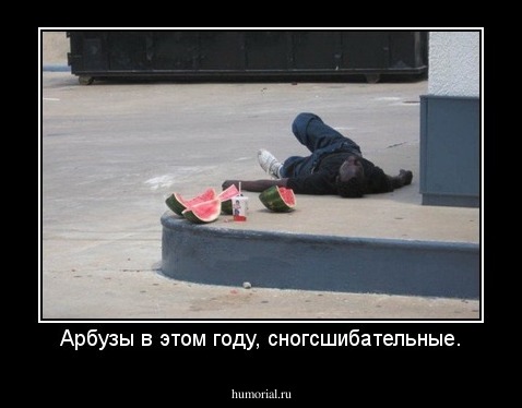 Арбузы в этом году, сногсшибательные.