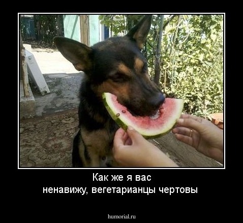 Как же я вас ненавижу, вегетарианцы чертовы