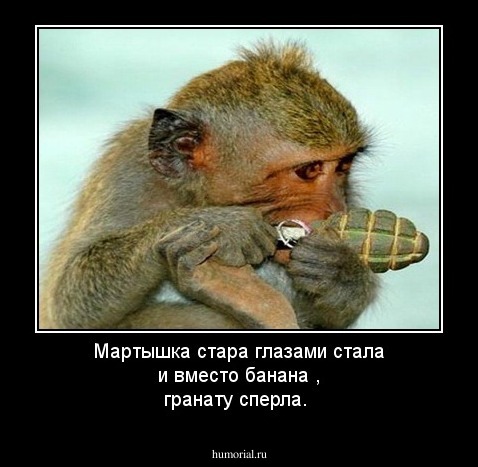 Мартышка стара глазами стала и вместо банана , гранату сперла.