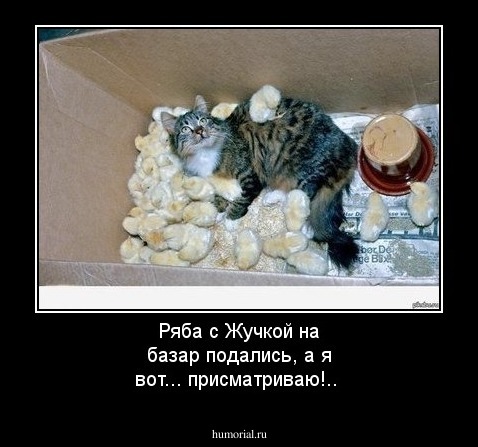 Ряба с Жучкой на базар подались, а я вот... присматриваю!..