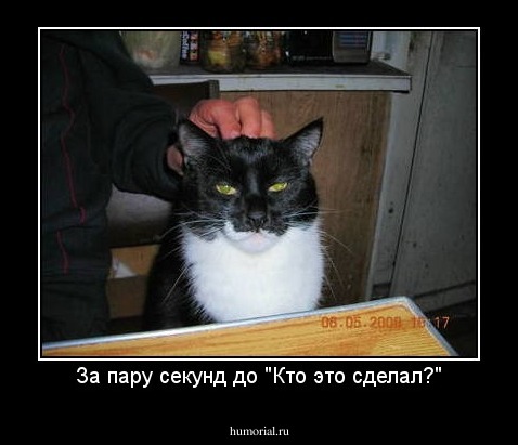 За пару секунд до "Кто это сделал?"