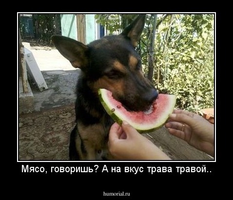 Мясо, говоришь? А на вкус трава травой..