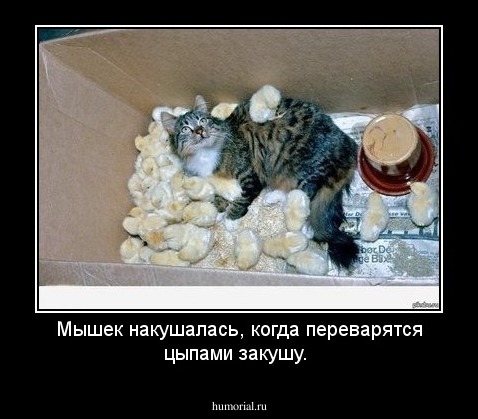 Мышек накушалась, когда переварятся цыпами закушу.