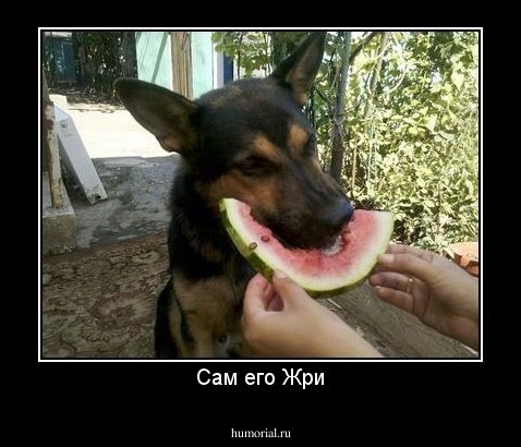 Сам его Жри