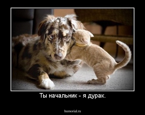Ты начальник - я дурак.