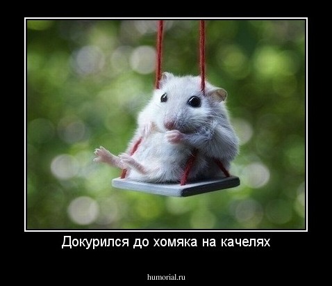 Докурился до хомяка на качелях