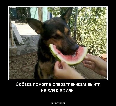 Собака помогла оперативникам выйти на след армян 