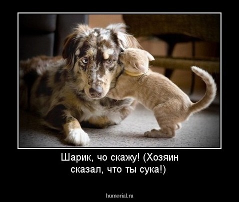 Шарик, чо скажу! (Хозяин сказал, что ты сука!)