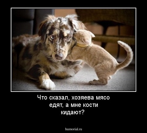 Что сказал, хозяева мясо едят, а мне кости кидают?