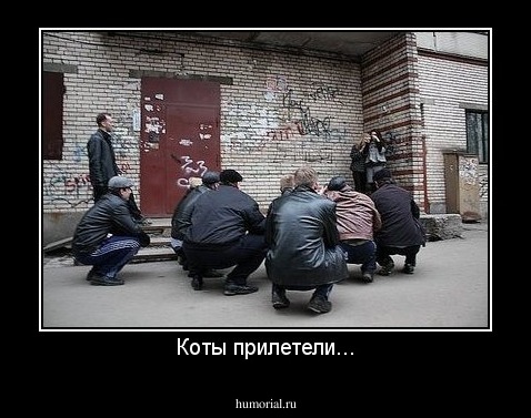 Коты прилетели...