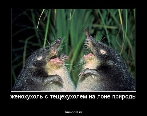 женохухоль с тещехухолем на лоне природы