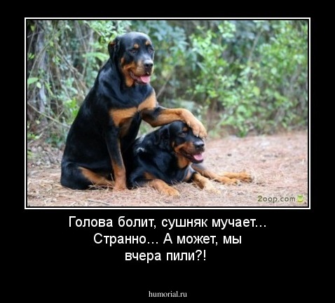 Голова болит, сушняк мучает... Странно... А может, мы вчера пили?!