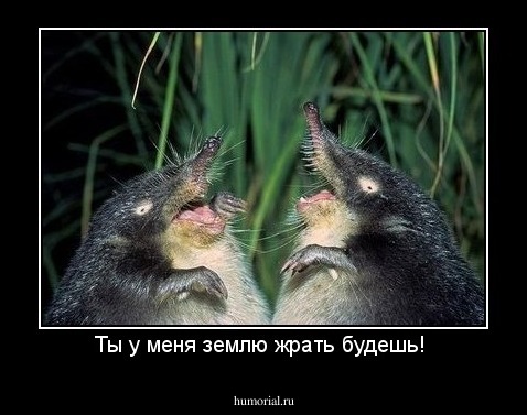 Ты у меня землю жрать будешь! 