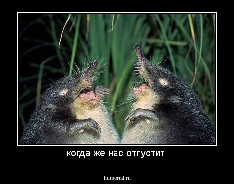когда же нас отпустит 