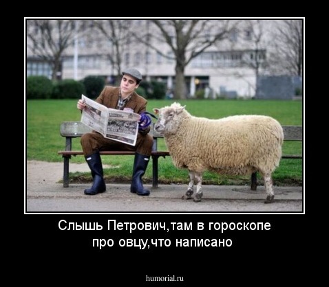 Слышь Петрович,там в гороскопе про овцу,что написано
