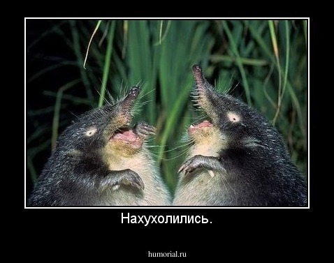 Нахухолились.