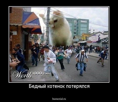 Бедный котенок потерялся
