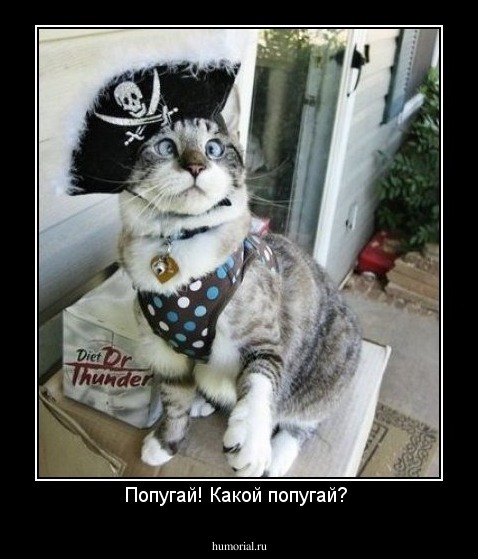 Попугай! Какой попугай? 