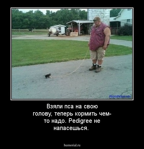 Взяли пса на свою голову, теперь кормить чем- то надо. Pedigree не напасешься.