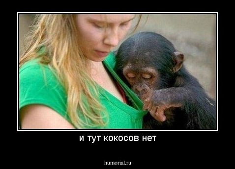 и тут кокосов нет