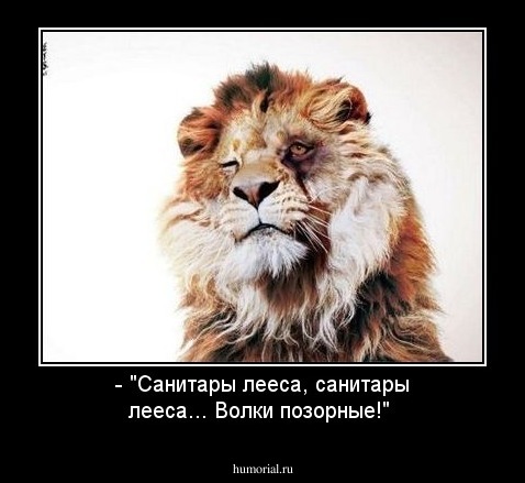- "Санитары лееса, санитары лееса... Волки позорные!"