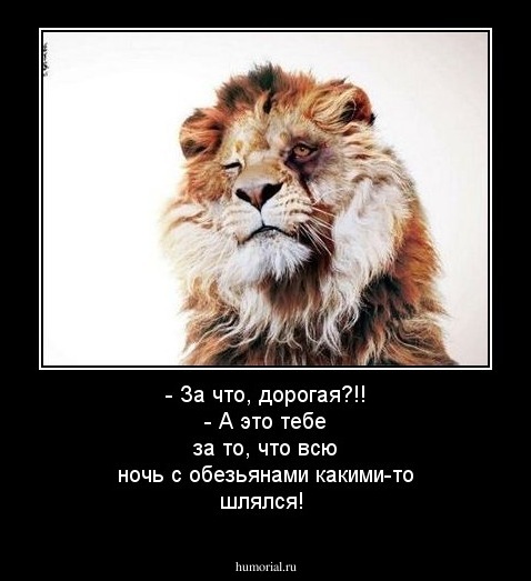 - За что, дорогая?!!
- А это тебе за то, что всю ночь с обезьянами какими-то шлялся!