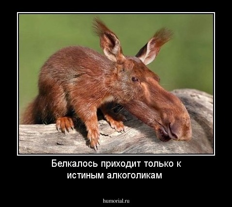 Белкалось приходит только к истиным алкоголикам 