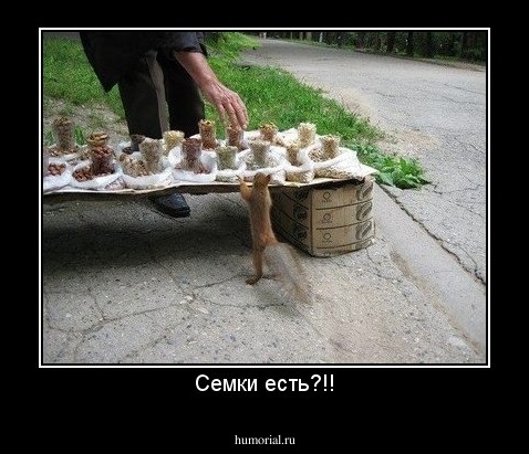 Семки есть?!!