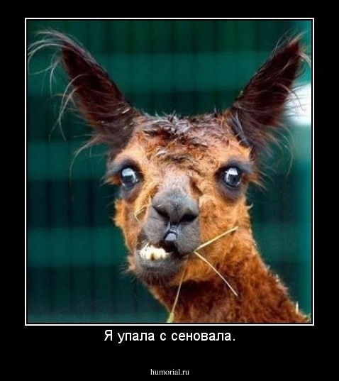 Я упала с сеновала.