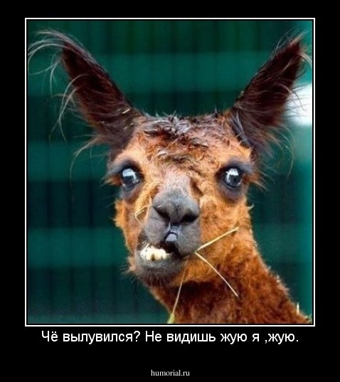 Чё вылувился? Не видишь жую я ,жую.