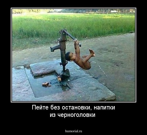 Пейте без остановки, напитки из черноголовки