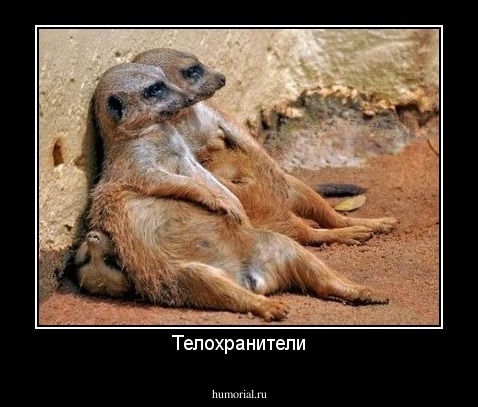 Телохранители