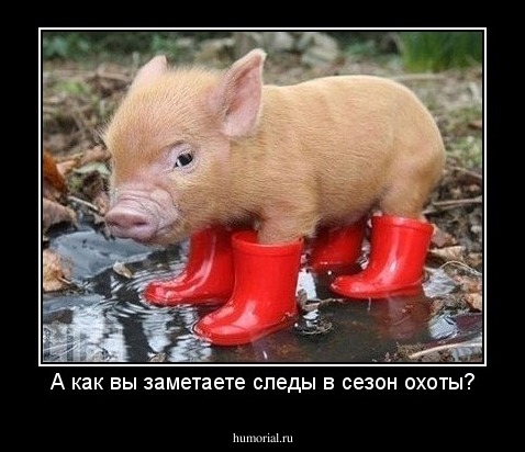 А как вы заметаете следы в сезон охоты?