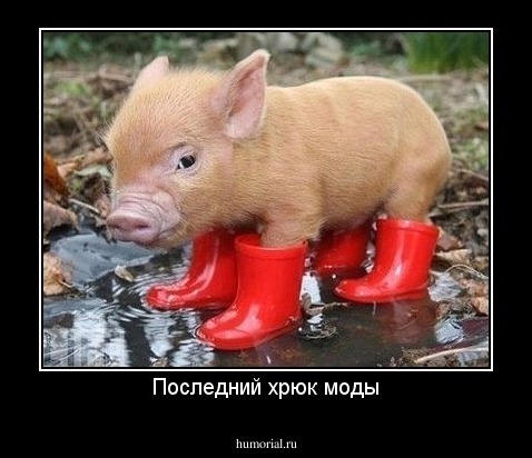 Последний хрюк моды