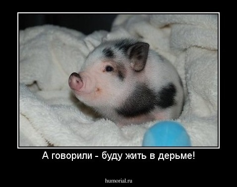А говорили - буду жить в дерьме!
