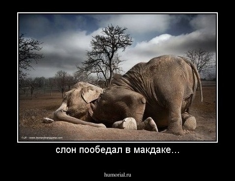 слон пообедал в макдаке...