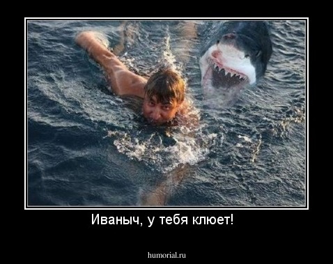 Иваныч, у тебя клюет!  