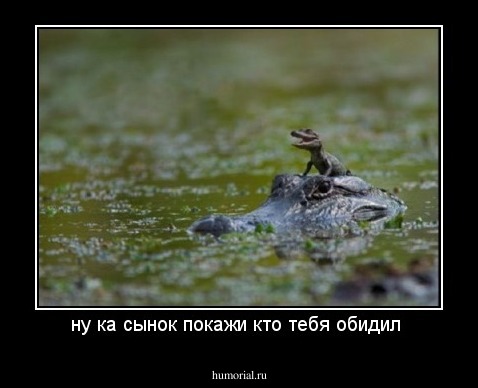 ну ка сынок покажи кто тебя обидил 