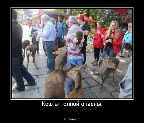 Козлы толпой опасны.