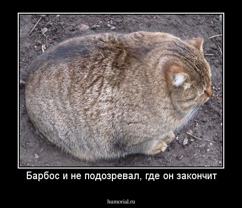 Барбос и не подозревал, где он закончит