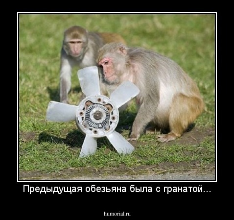 Предыдущая обезьяна была с гранатой...