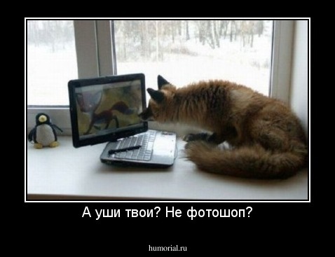 А уши твои? Не фотошоп?